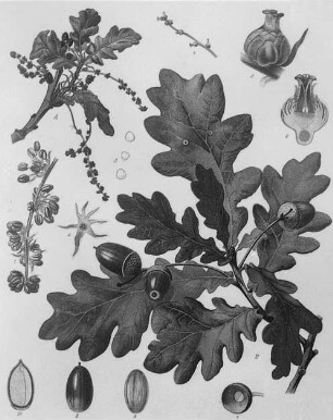 Eiche (Quercus pedunculata), farbig : Geographie | Wirtschaftsgeographie | Gerb-, Flecht- und Papierstoffe liefernde Pflanzen | Holzliefernde Pflanzen; Futterpflanzen