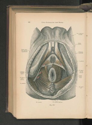 Fig. 410. Untere Beckenapertur eines Mannes.