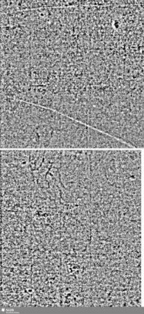 Löwe (steigend) mit Schwert / ES = S.9/10+19/20