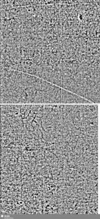 Löwe (steigend) mit Schwert / ES = S.9/10+19/20