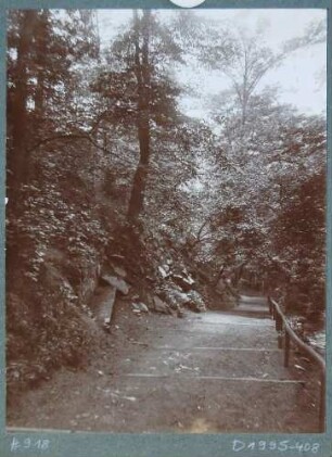 Blick in die Felsenkellerschlucht im Plauenschen Grund