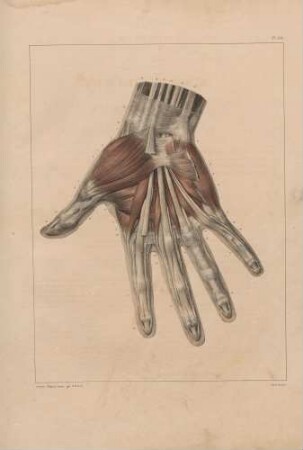 Muskeln der Hand (obere Schicht)