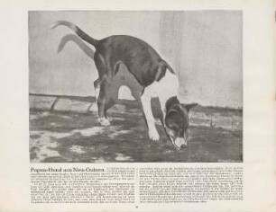 Papua-Hund aus Neu-Guinea