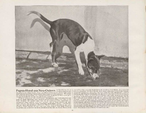 Papua-Hund aus Neu-Guinea