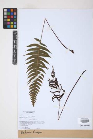 Blechnum organense Brade