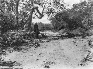 Vegetation im Tal von Chimeo : Xerophytische Steppenbüsche im Tal von Chimeo. Links neben dem Reiter ein Florettseidenbaum (Ceiba speciosa).
