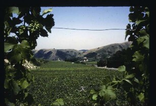 Alt-Vogtsburg am Kaiserstuhl