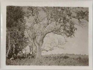 alter, verwitterter Baum