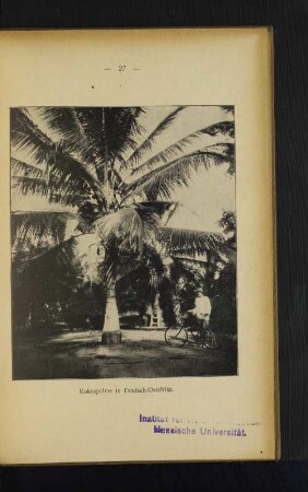 Kokospalme in Deutsch-Ostafrika.