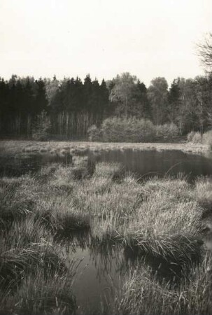 Moritzburger Teichgebiet. Großteich. Uferlandschaft mit Verlandungserscheinungen