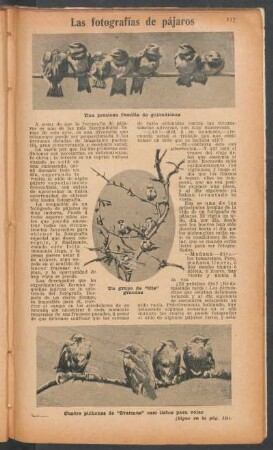 Las fotografías de pájaros