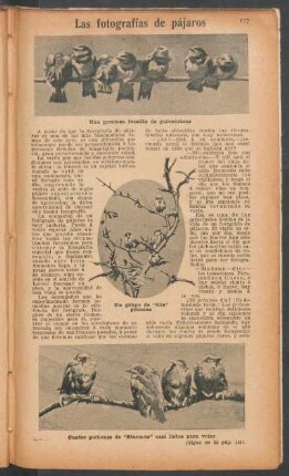 Las fotografías de pájaros