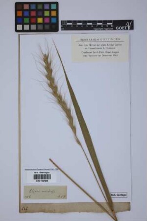 Elymus canadensis L.