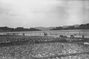 Weidende Büffel am Tobasee : Landschaft mit einem Seeufer und Büffeln