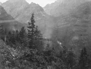 Wald im Gebirge : Blick auf einen Wald im Gebirge