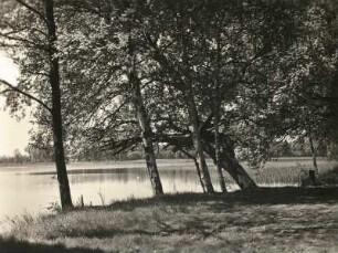 Oberlausitzer Niederung. Am Kubitzteich bei Neudorf-Klösterlich