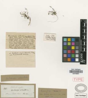 Hutchinsia reticulata Griseb. [type]