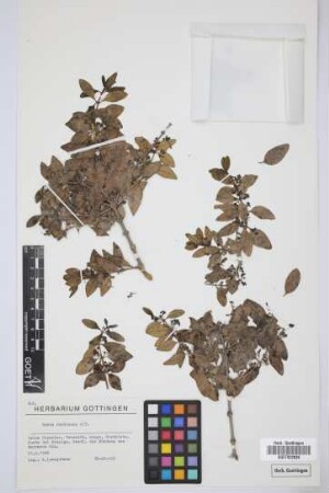 Rubia fruticosa Aiton