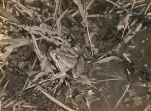 Moorfrosch (Rana arvalis NILSS.)