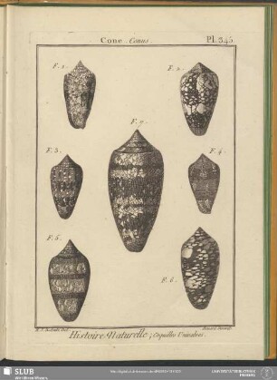 Pl. 345. Cone. Conus