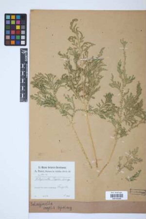 Selaginella vogelii Spring
