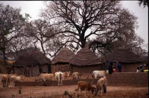 Gambia. Typisches Huettendorf in Gunjur