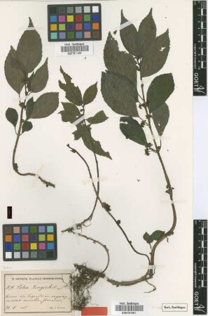 Pilea krugii Urb. [syntype]