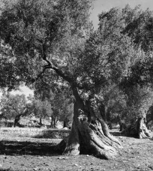 Bäume. Apulien. Ölbaum