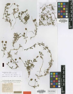Lippia filiformis Schrad. [type]