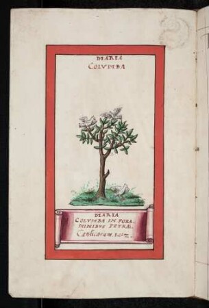 Maria Columba (Taube)