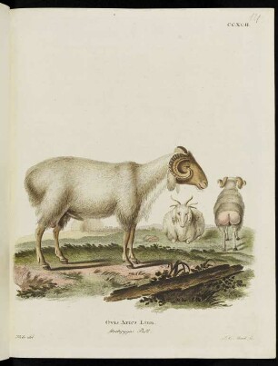 CCXCII. Ovis Aries Linn. steatopygos Pall.