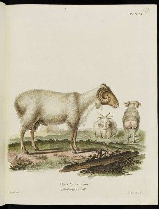 CCXCII. Ovis Aries Linn. steatopygos Pall.