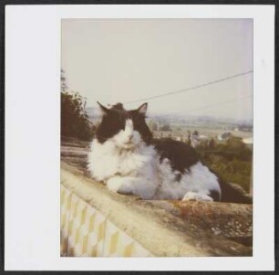 Siebecks Katze Frau Hoffmann in Puy-Saint-Martin