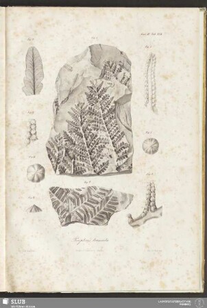 Fasc: IV. Tab: XVII. Pecopteris truncata