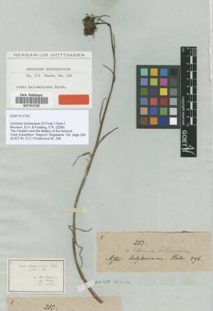 Aster holosericeus G.Forst. [type]