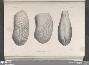 Pl. 362
