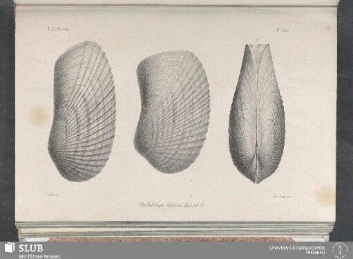 Pl. 362