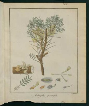 17r, Astragalus gummifer