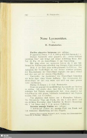 Neue Lycaeniden