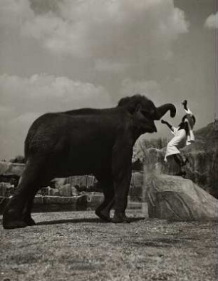 Modeaufnahme, Modell Fräulein Nystrom im Zoo (Vogue)