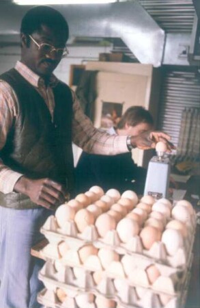 Berlin. Institut für Tierproduktion. Institutsmitarbeiter (Geflügelmaster) bei der Registrierung und beim Wiegen der Eier der tropentauglichen Legehennen