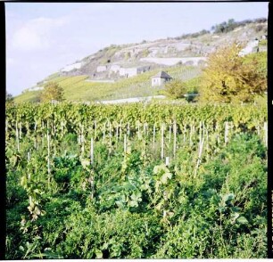 Ihringen: Winklerberg im Spätherbst, bei Ihringen