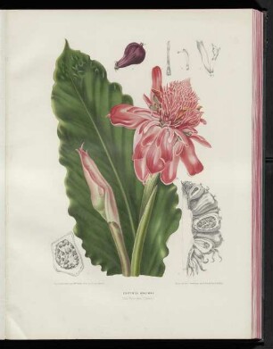 Elettaria speciosa.