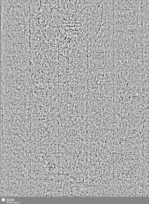 Lilienschild + IESV / Buchstaben LW = S.5/6