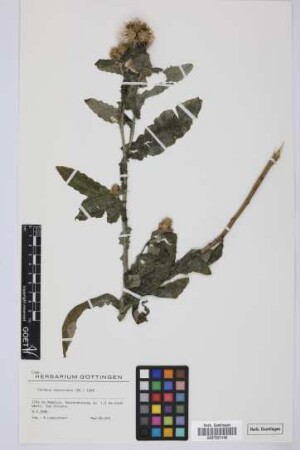 Carduus squarrosus (DC.) DC. ex Lowe