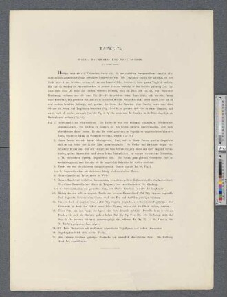 Tafel 74. Woll-, Baumwoll- und Netztaschen.