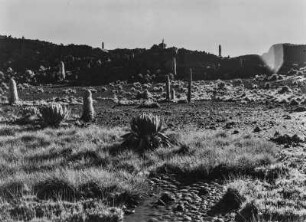 Lobelien : Lobelien mit und ohne Blütenstand im Mount-Kenya-Massiv
