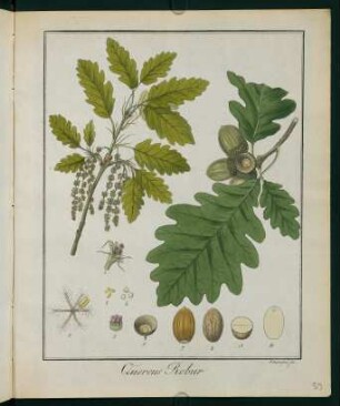 59r, Quercus Robur