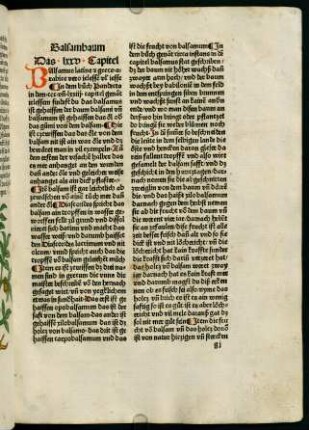 48v-50r, Balsambaum (75. Kapitel)