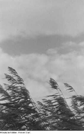 Schilf im Wind
